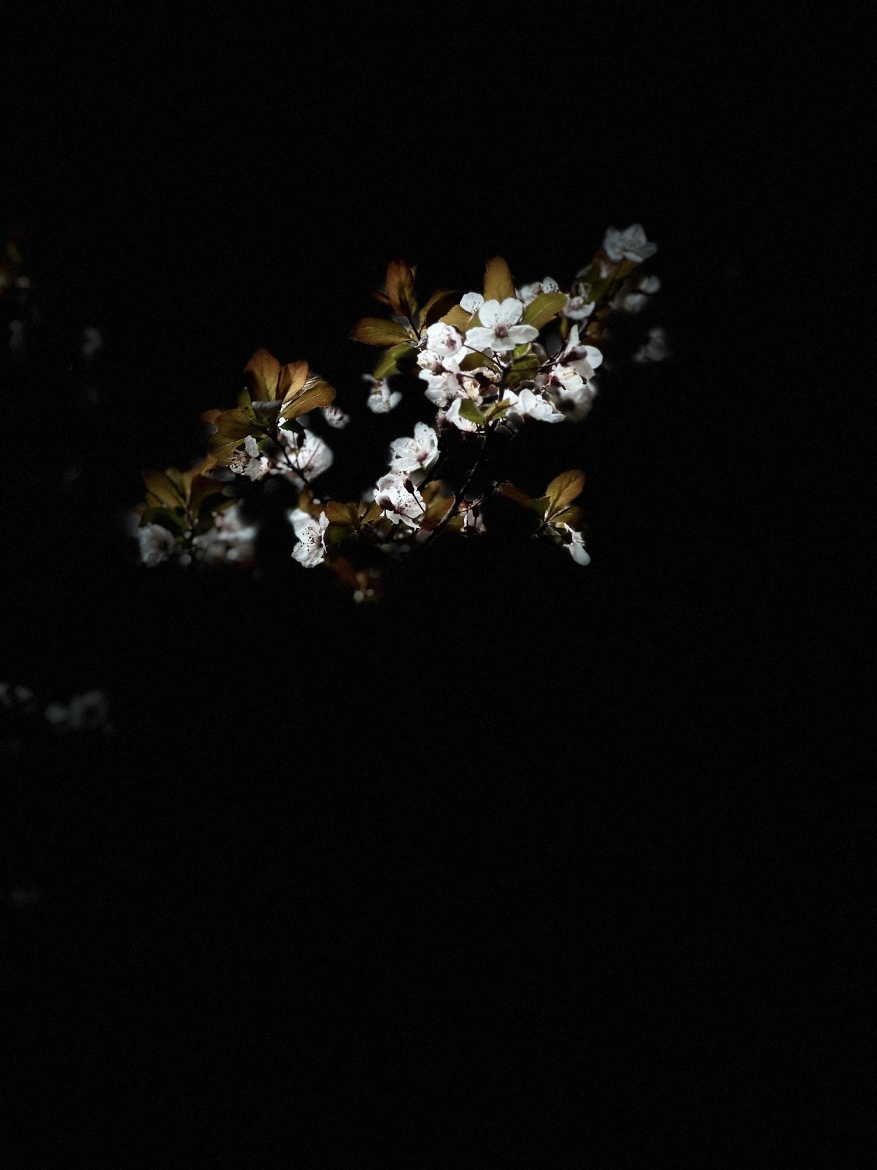 夜静花枝绽
素蕊暗生香
风轻摇翠叶
春影入幽芳