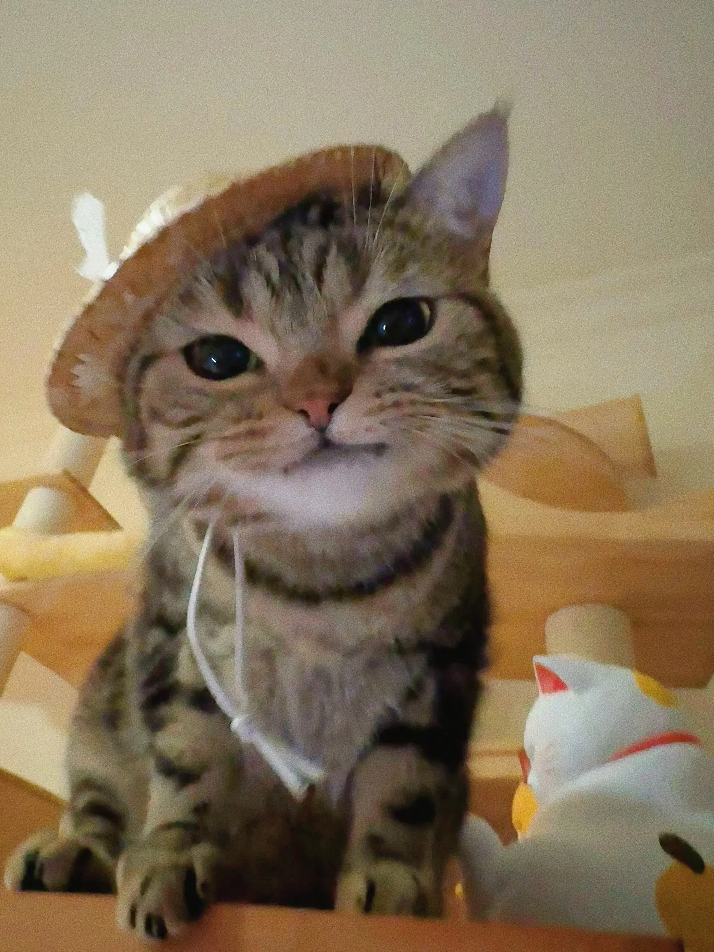 呢嚎！！我是一只修猫！长得比较可爱！