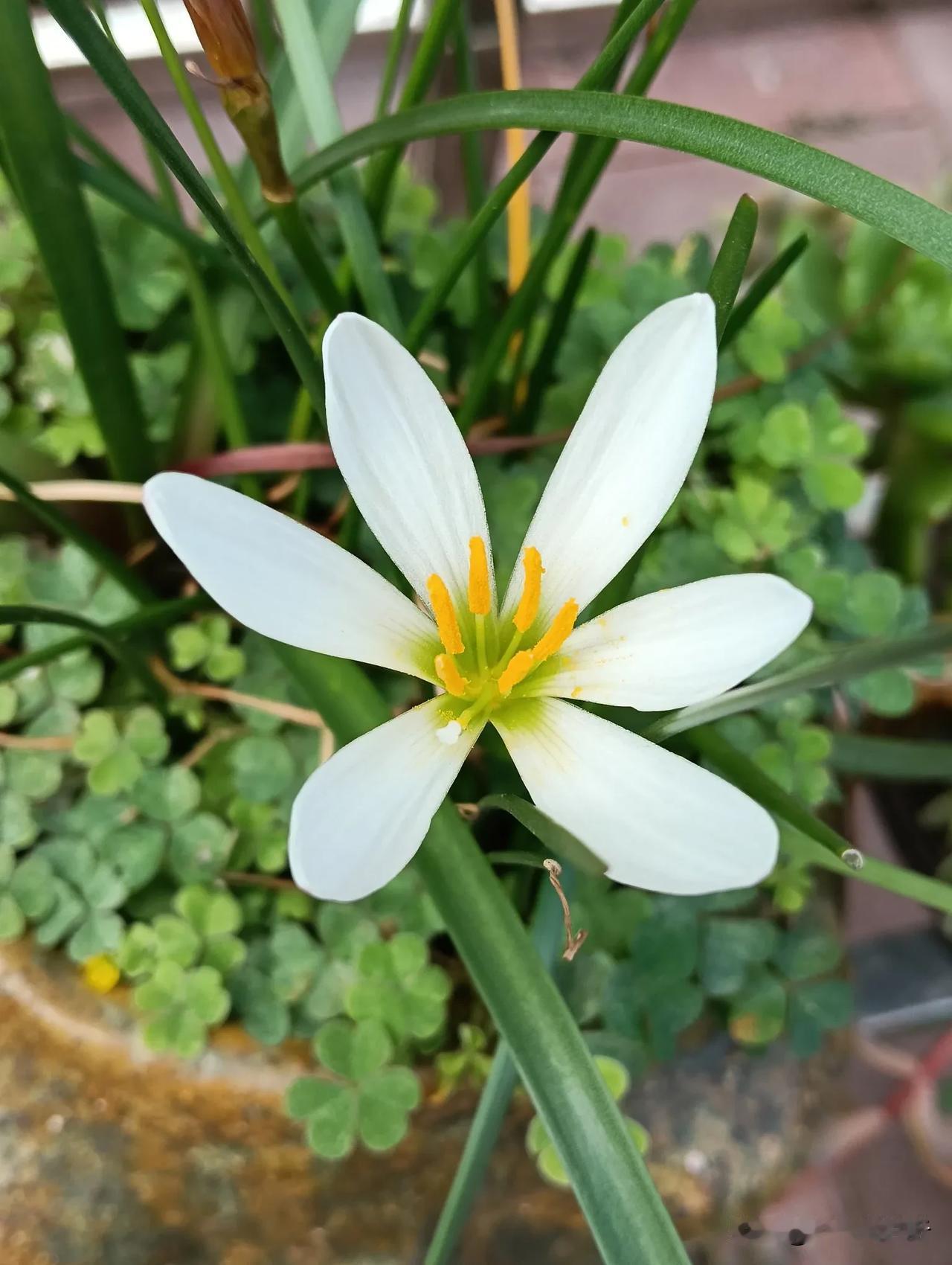 随着秋渐凉，能看到的花越来越少了#随手拍张照##随手拍的花分享# #随手拍花草。