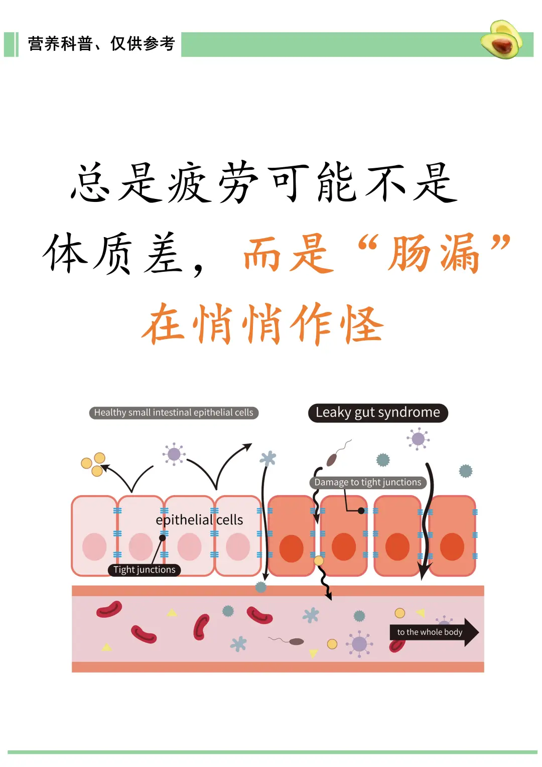 总是疲劳可能不是体质差，而是肠漏在作怪