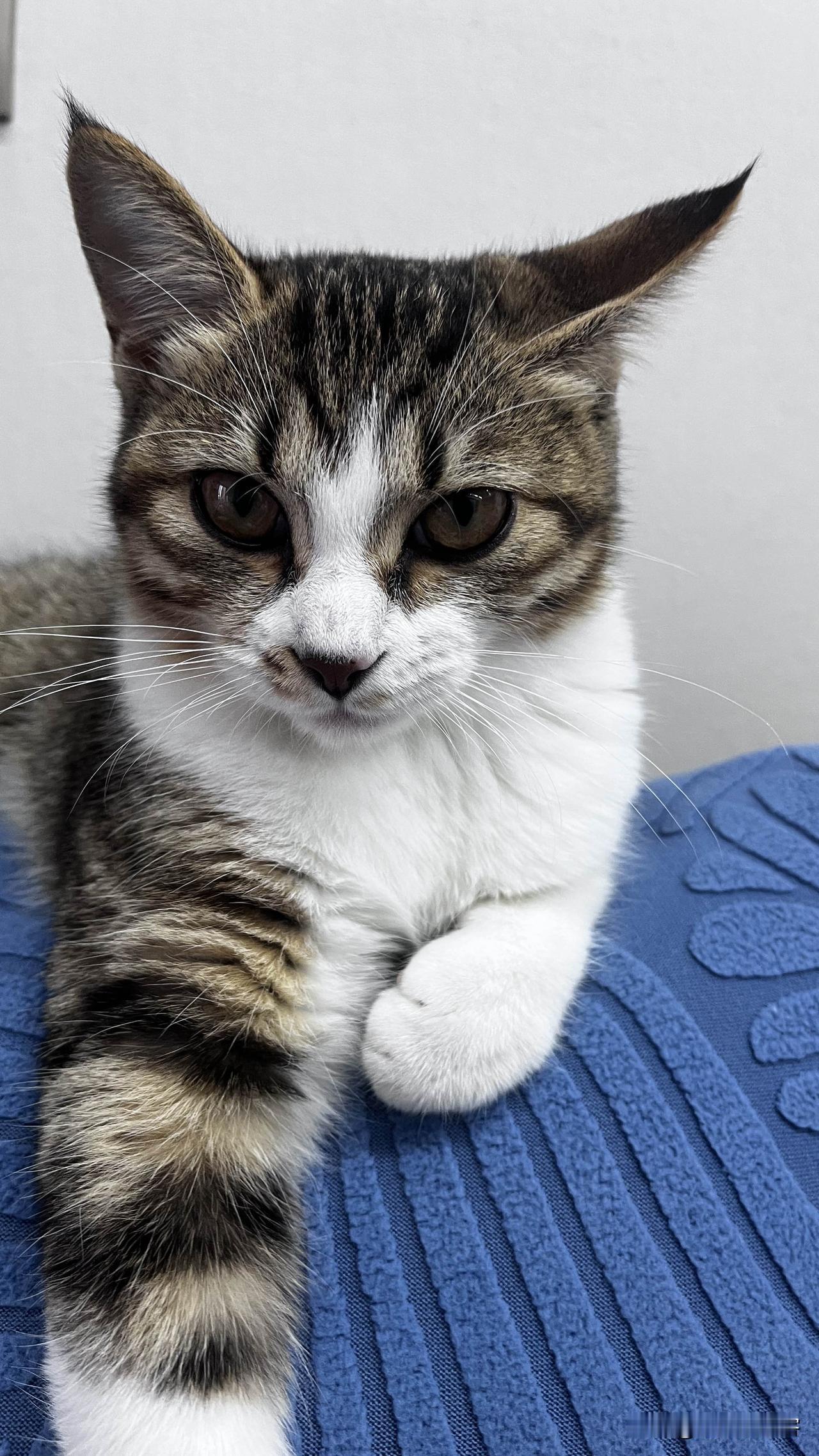 早在唐代，简州本地的猫就已经出名，体型壮、身手敏捷，捕鼠本事很强。宋代有传说，宋