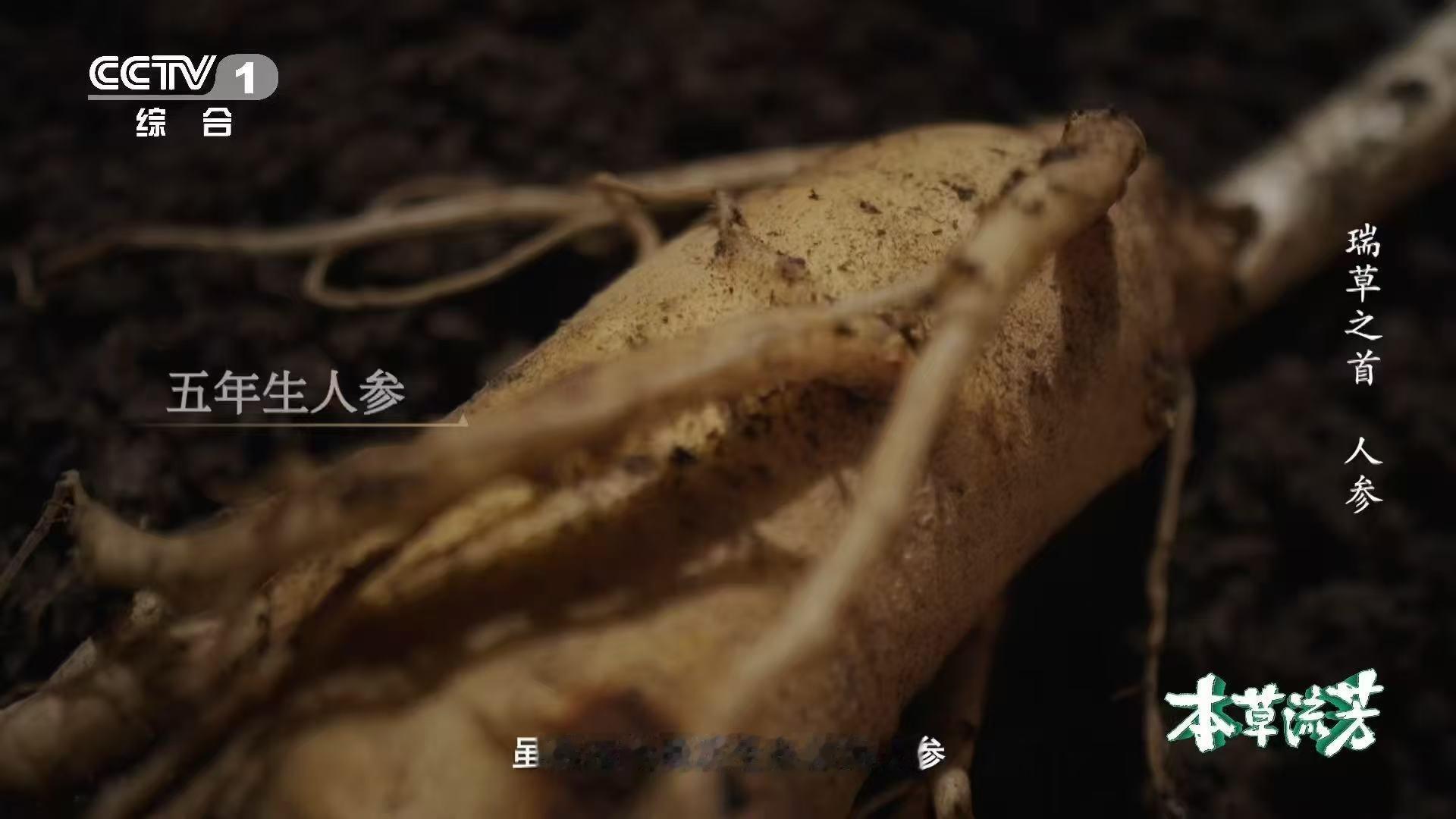 人参的根系真能打啊  人参根不凡，益生菌众多。竞争放抑制素，圈自家领地，只纳同族