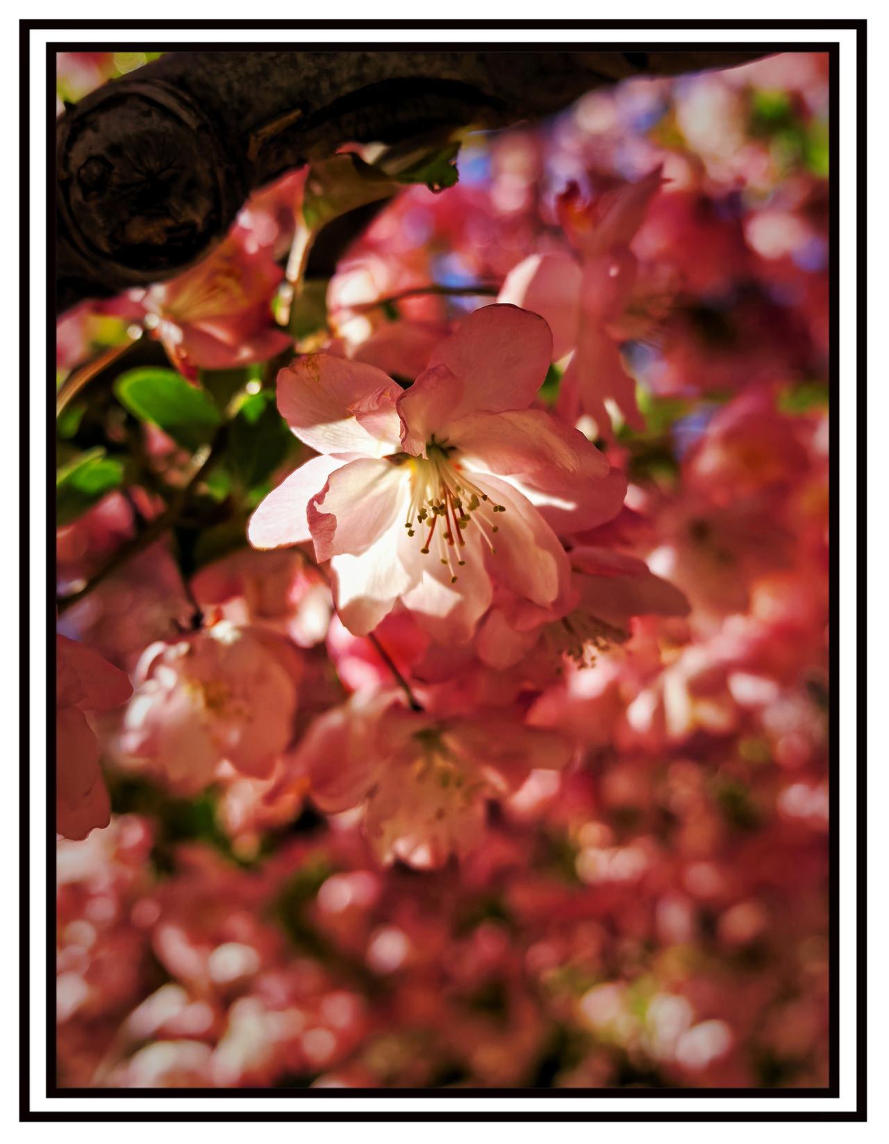 分享一张随手拍的花。海棠花