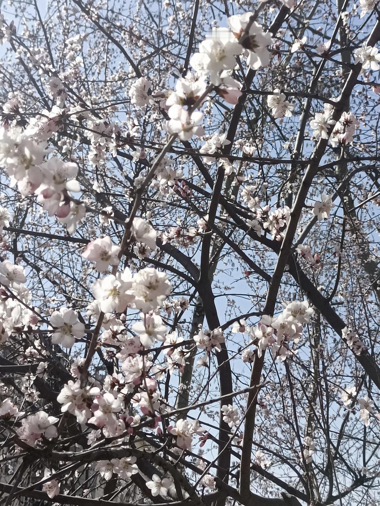 晒图笔记大赛春天来了挡都挡不住，迎春花开了以后桃花也开了，陆陆续续都有开花🌸的