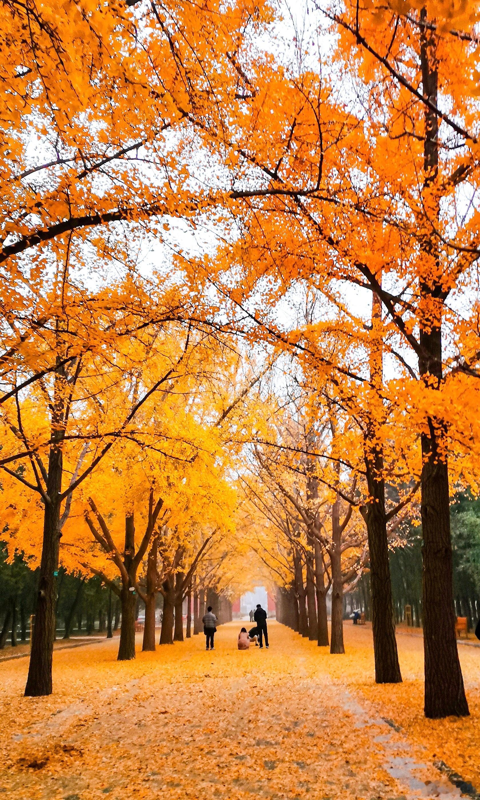 【北京地坛公园】清雾弥空压古坛，金枝偏向碧天攒。长风欲破尘千丈，敢教秋光透眼看。