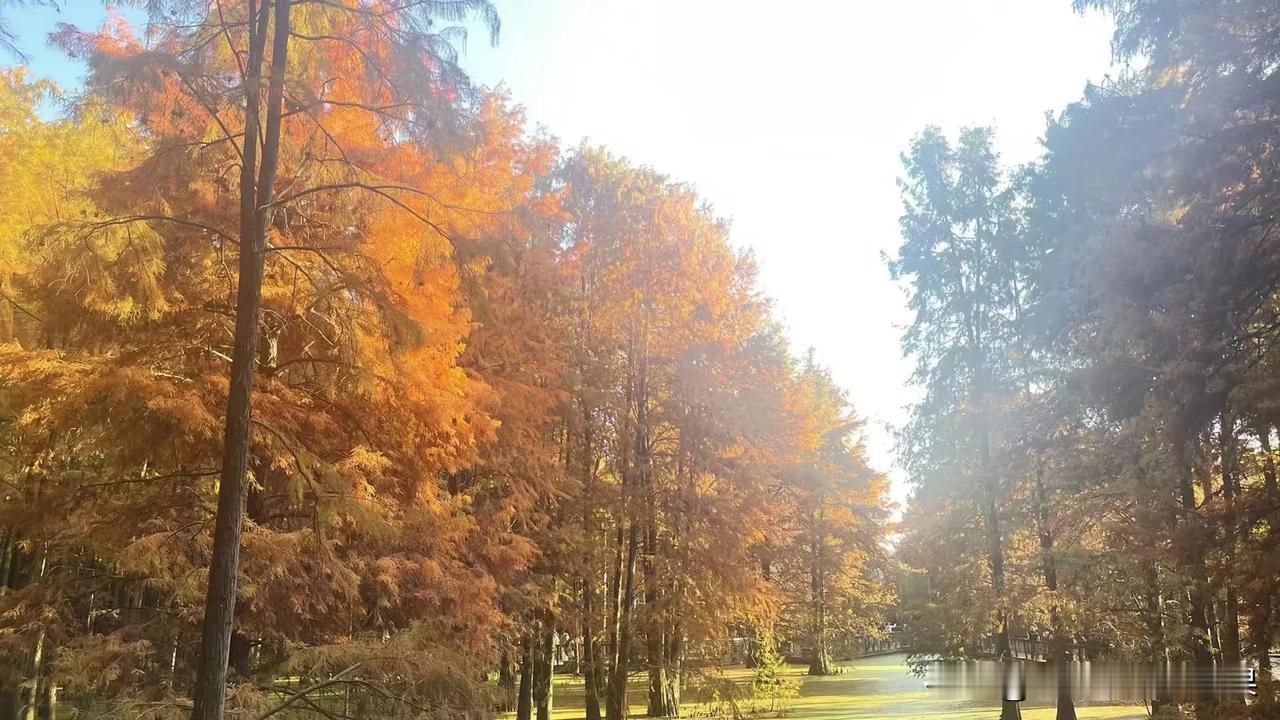 最近确实风景贼好

水杉真的一绝