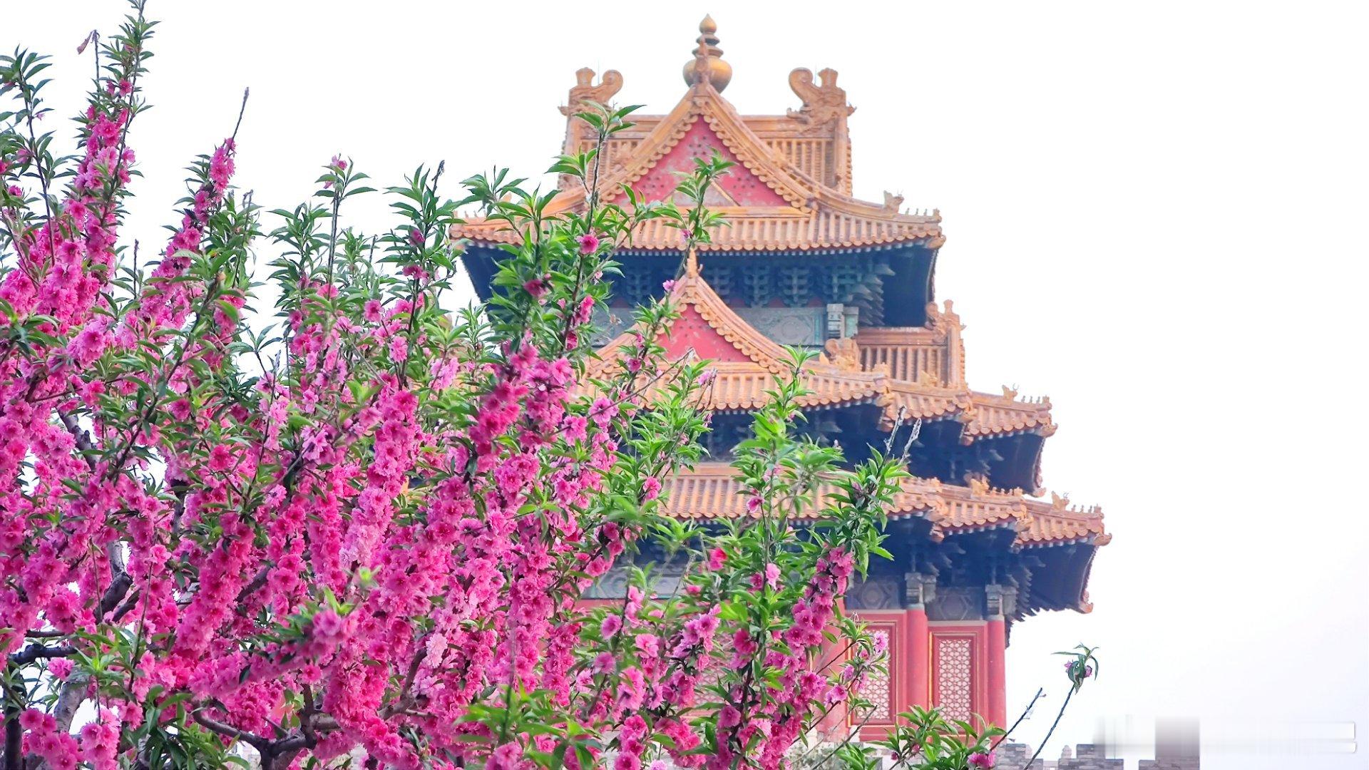 北京 故宫外筒子河边的春色  摄影​​​