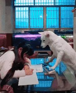 图1：为这个家，修狗真的没有少操心啊。
图2：手表不就是为了方便看时间吗？那么这