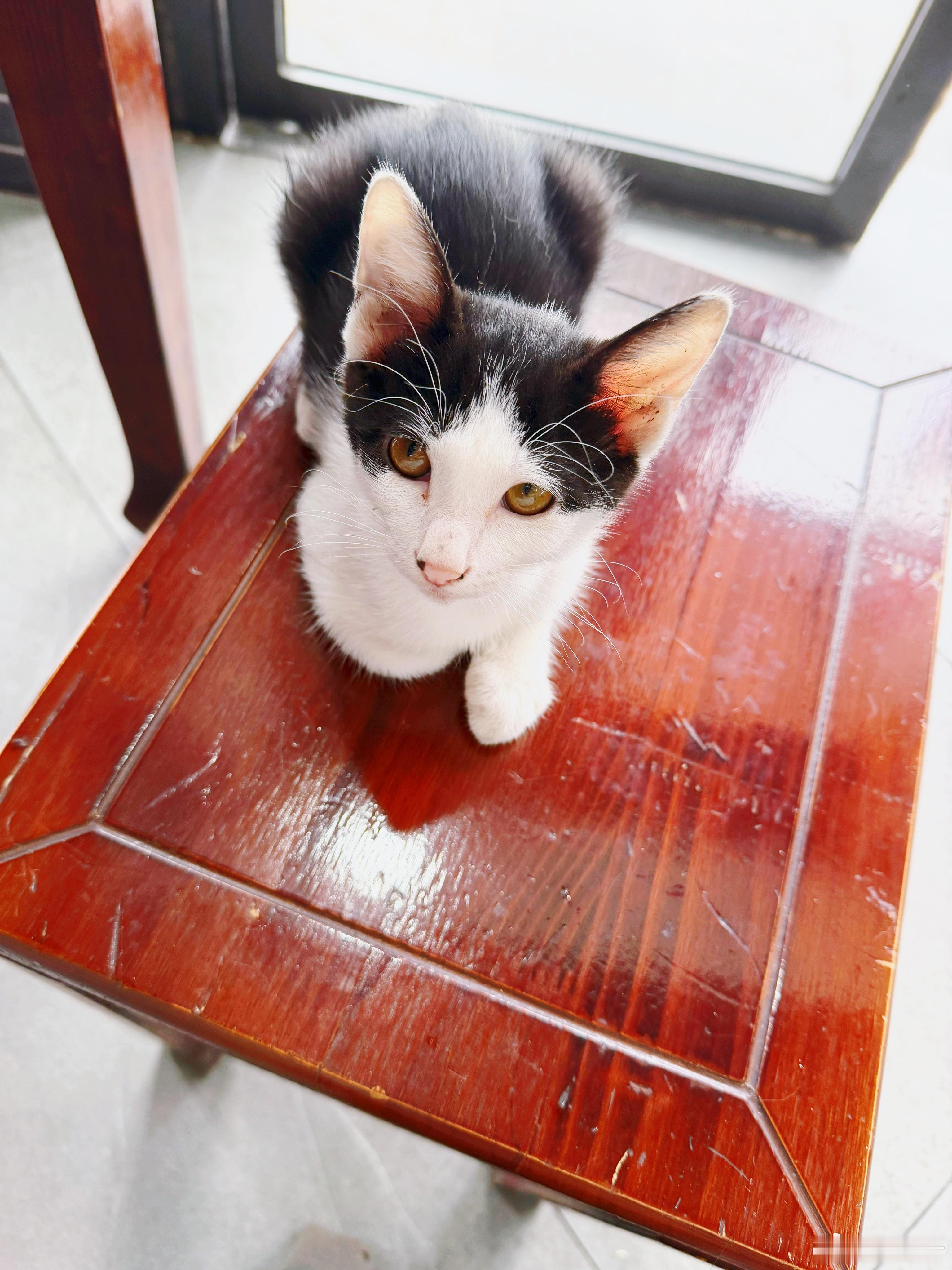 面馆养了第二只小猫，今天来又坐我身边还会拿爪子扒拉我这么自来熟的吗咪咪 
