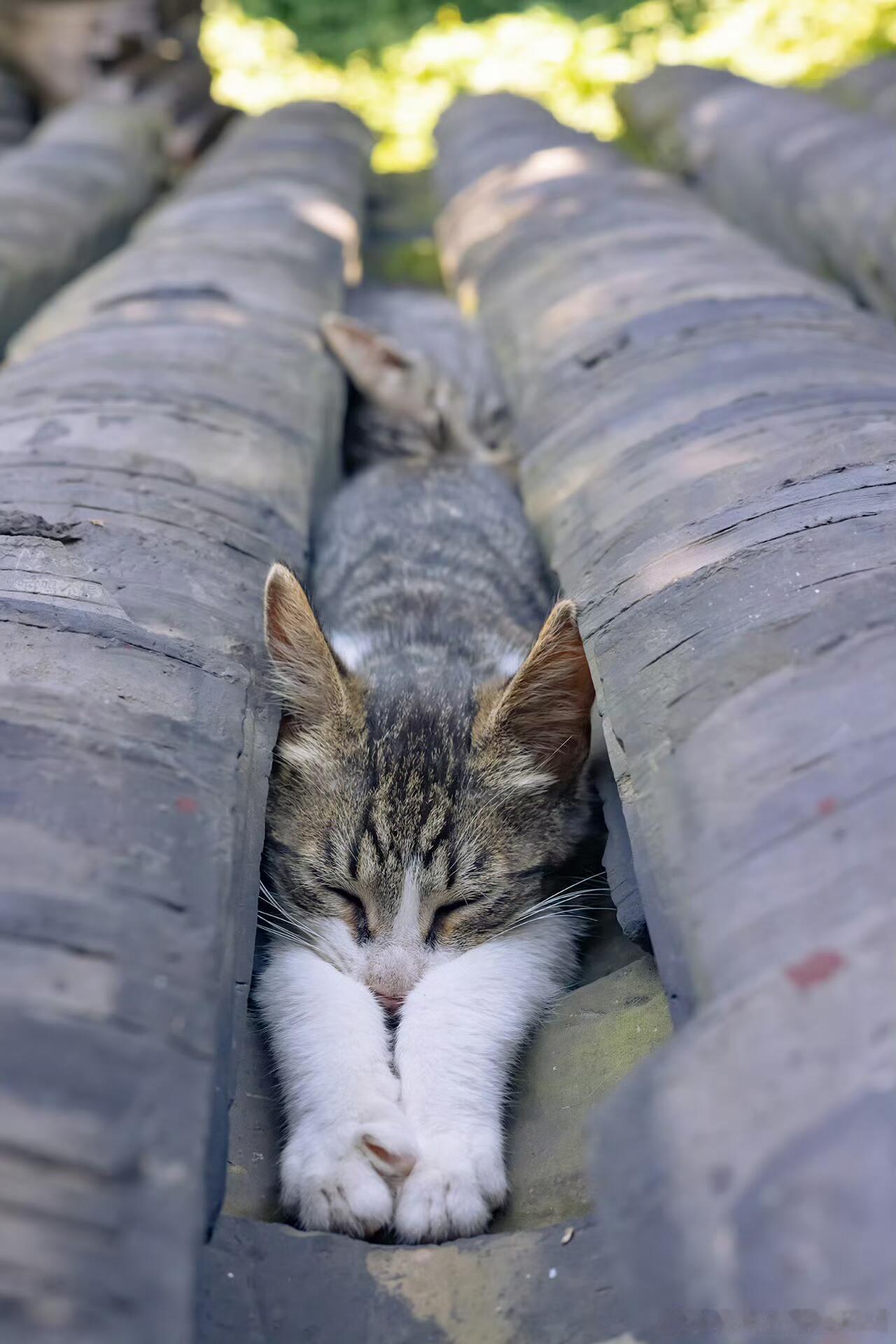 在打盹这个赛道上，猫猫断层领先，可谓无处不打盹