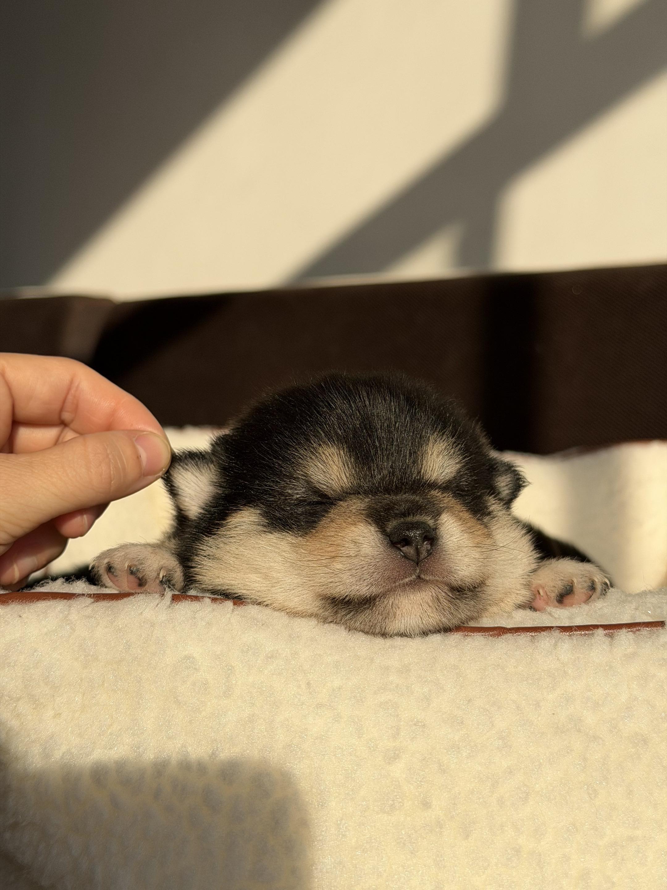 小奶狗的耳朵还是能伸缩的   🐶