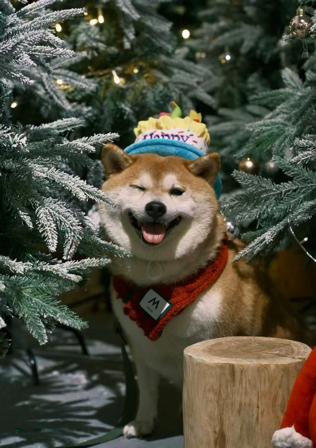 圣诞小狗季2🎄