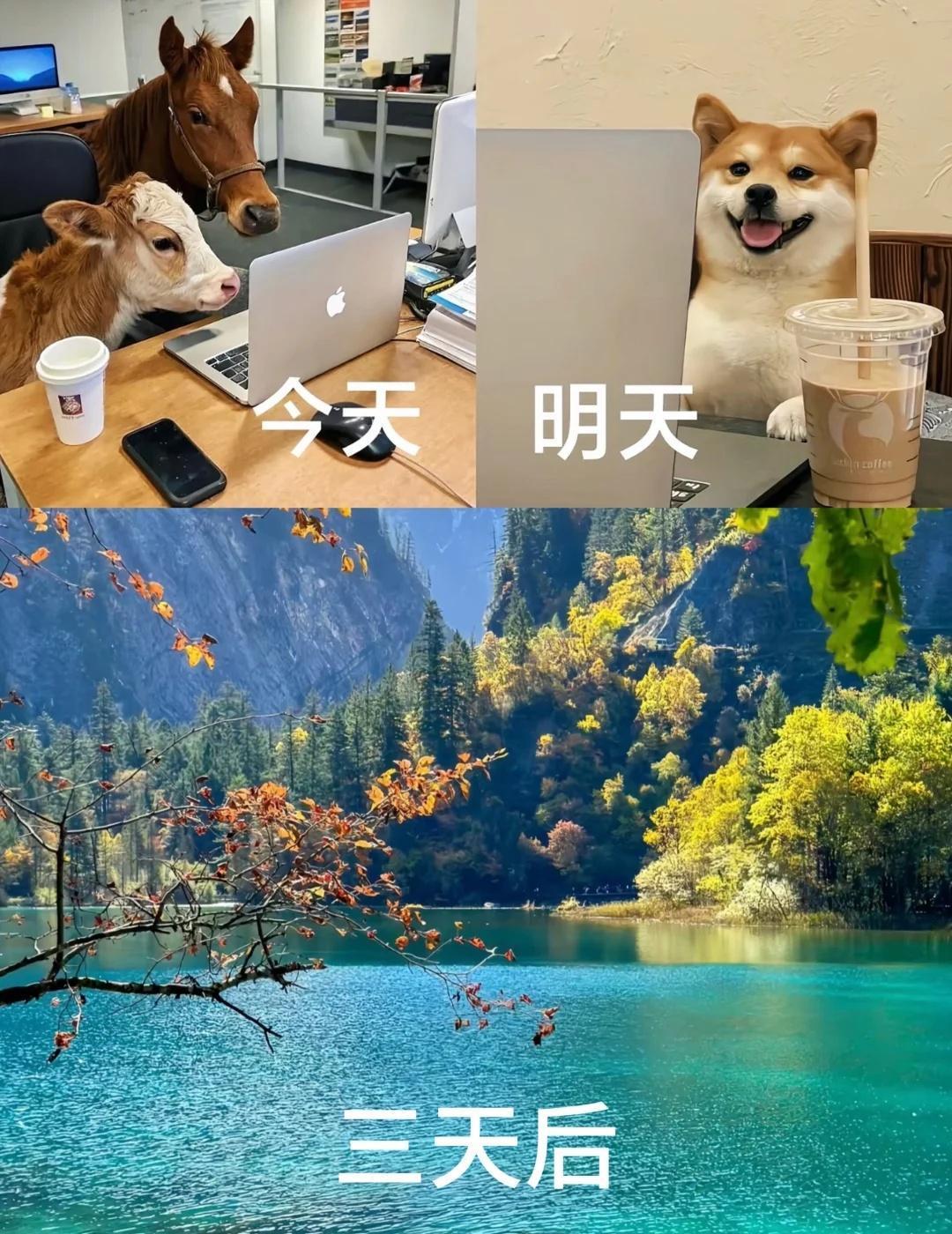 晴天晴天晴天，重要的事说三遍
听说九寨沟下雪了，希望27号艳阳高照