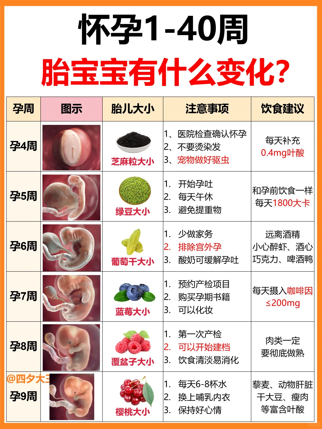 怀孕后，胎儿每周都在干什么⁉附注意事项✔