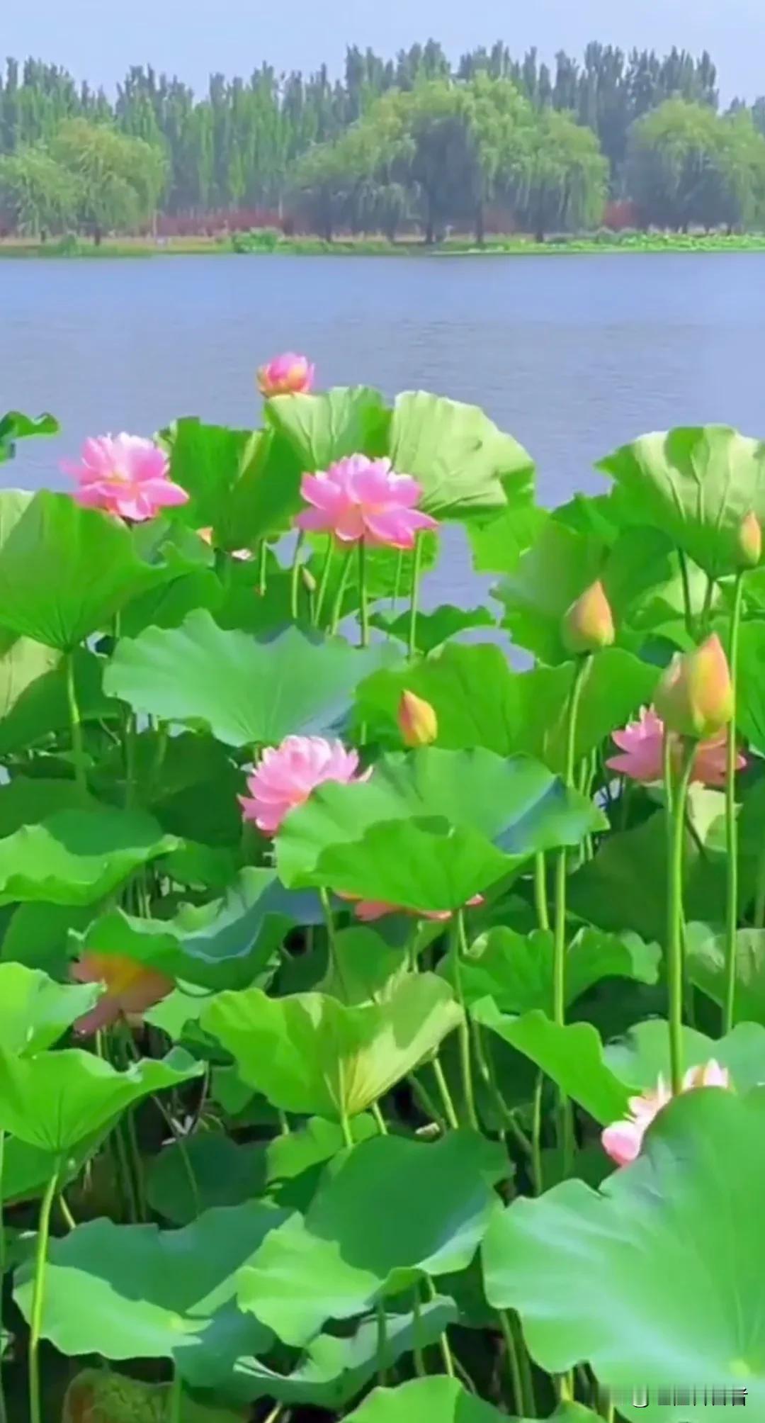 #池边美景荷醉人#
池边美景荷醉人，
路旁流水鱼诱她。