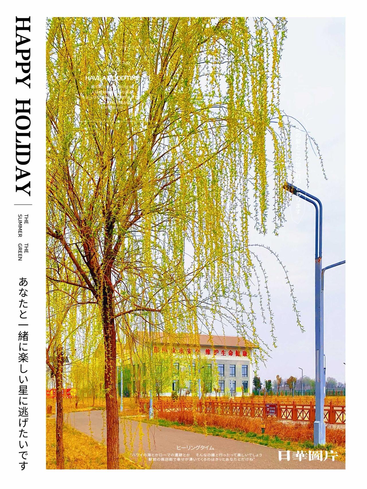 分享我这周有趣的事：春风杨柳/一幅天然的画卷/在眼前徐徐展开/漫步景区/微风轻拂