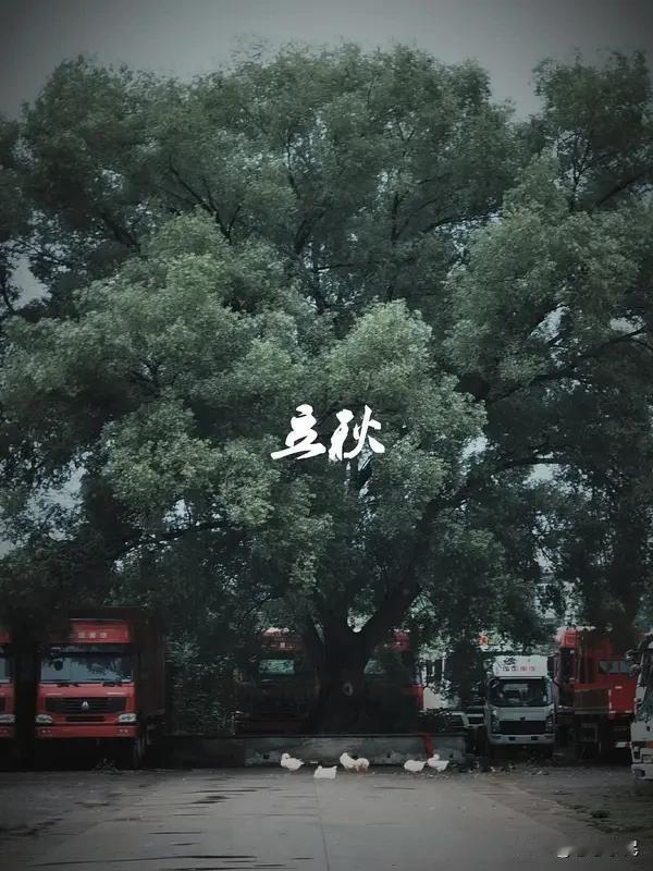 《立秋》

文/悠悠子民

（一）

今日见秋不见凉，
一别昨日风雨狂。
四季轮