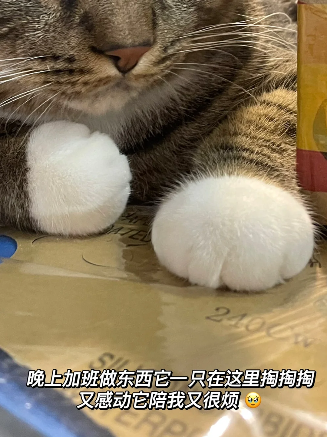 不是吧！还有人没有看过这么可爱的jio！-2.0