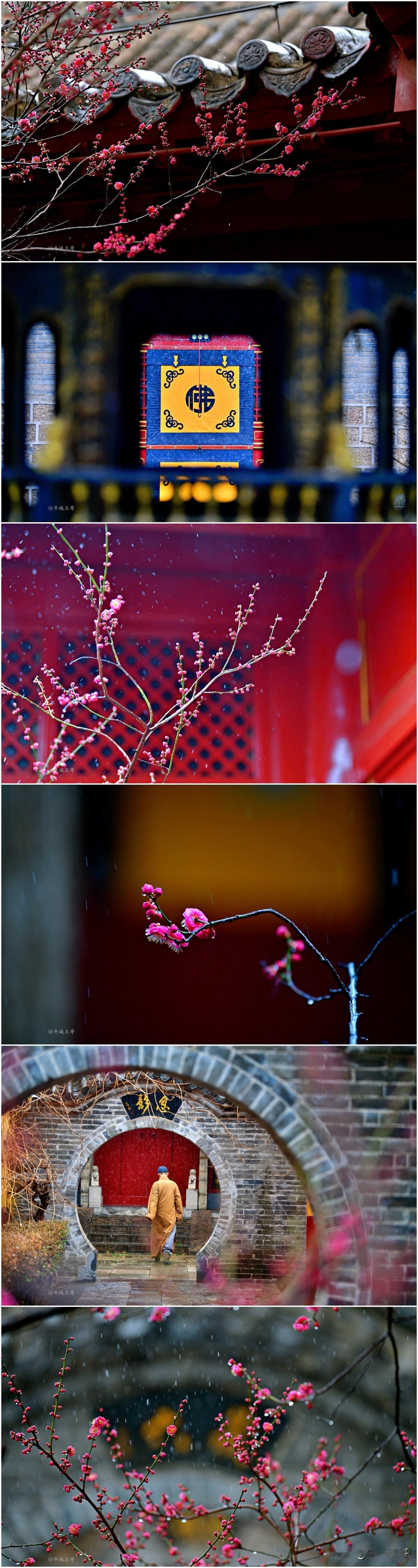 春雪簌簌，
禅意悠悠，
寒梅傲放
红蕊映雪，