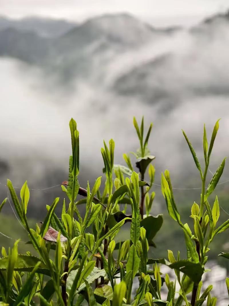 黄山毛峰

文/韩娜

海拔八百米的清晨
茶树还在打盹，采茶人已上山
背篓里装的