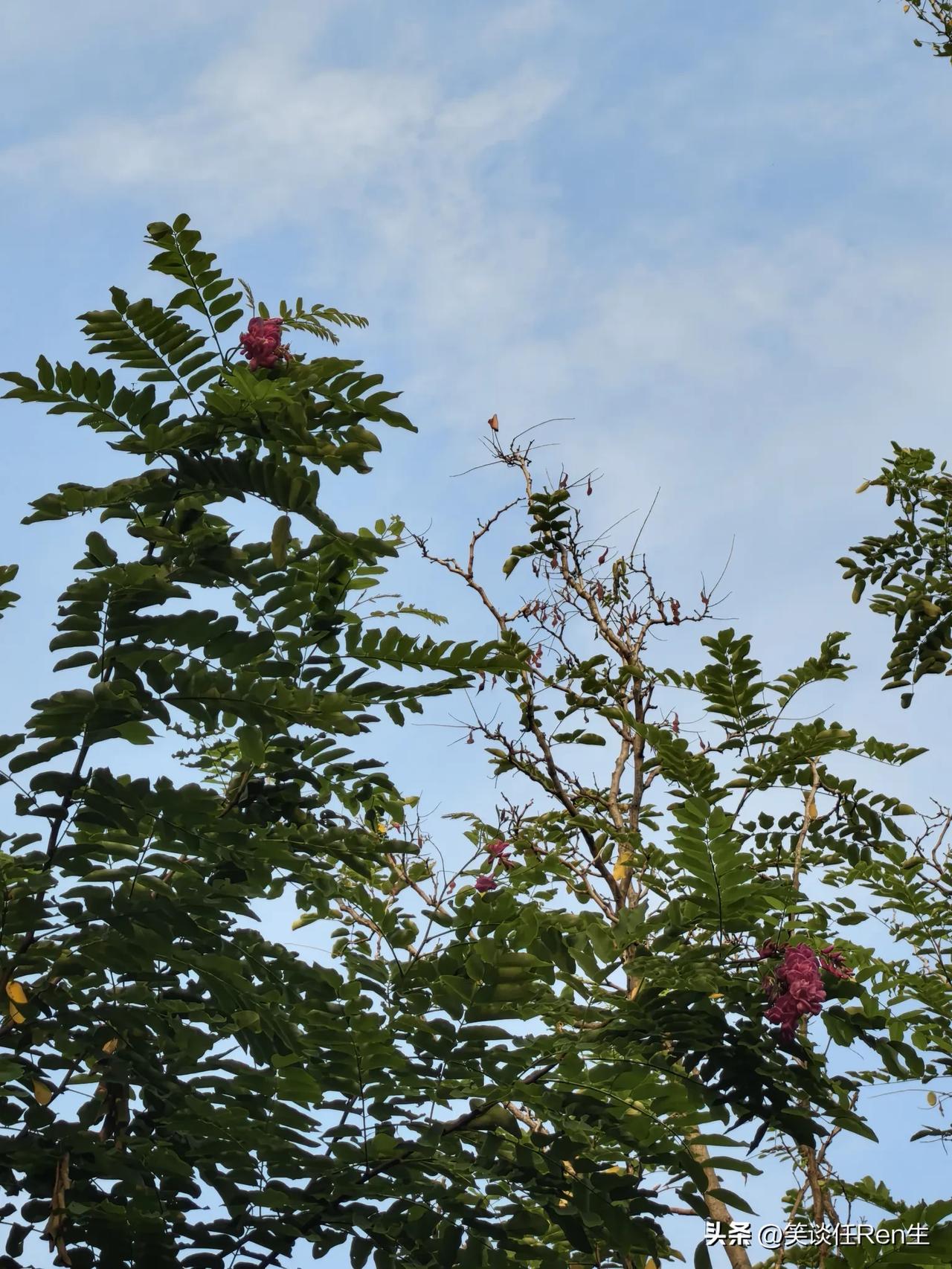 我们鄢陵这种香花槐可真有意思——春天开完花，三伏天又来一茬。

刚开始看见，以为