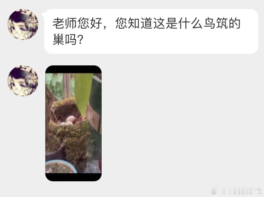 #鸟粉投稿# 竟然是【紫啸鸫】的窝[开学季]一整个羡慕了 ​​​