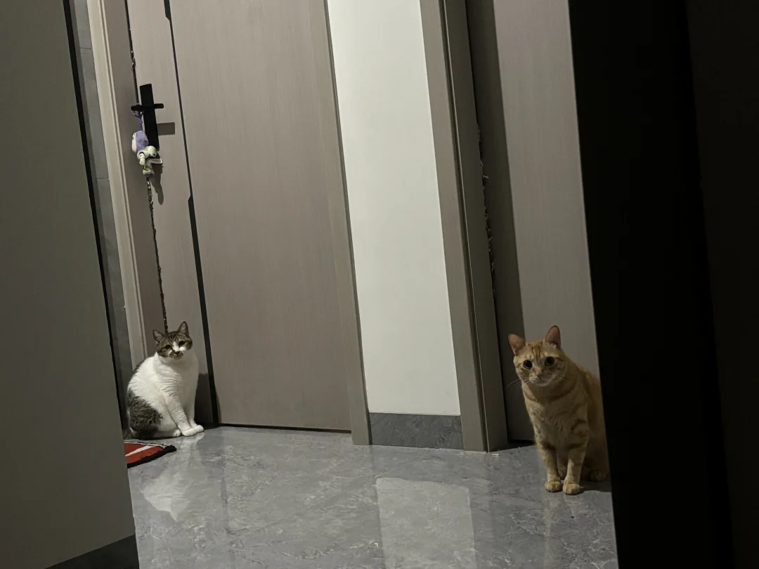 每只猫有每只猫的门要守着🐱