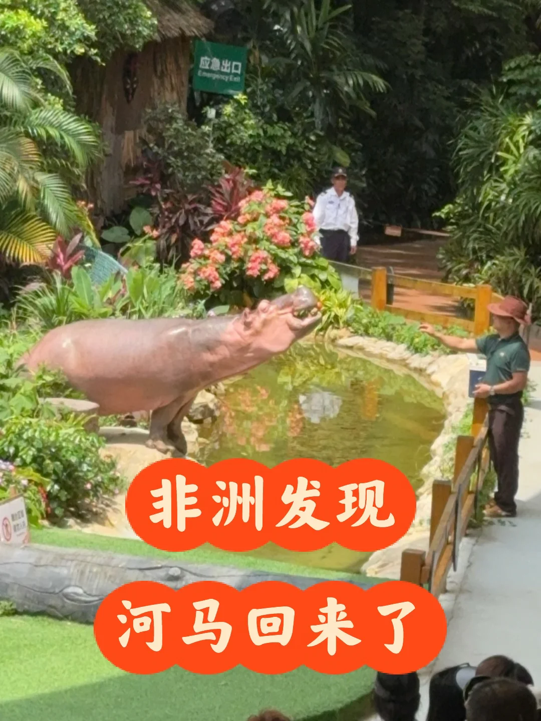 哇塞，我看到河马了🦛