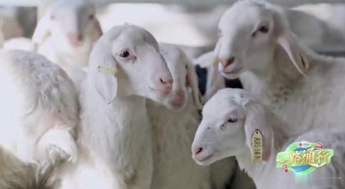 一路通行 告别传统模式，拥抱智慧耕耘，科技不仅守护着羊群安康，更让新鲜特产飞跃山