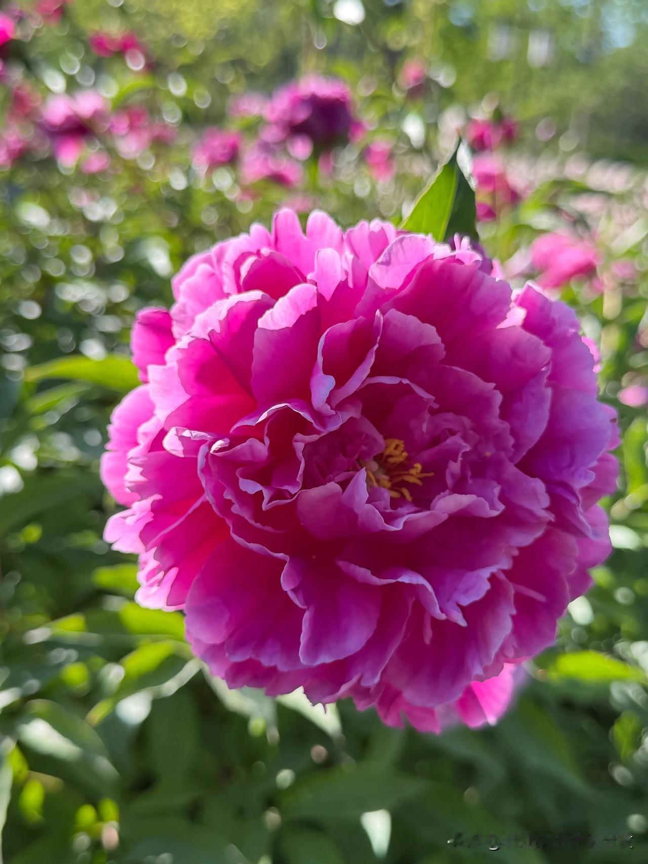一朵芍药
半阙诗词
从《诗经》走来，藏着千年的“采兰赠芍”之约
风动芍药
香满庭