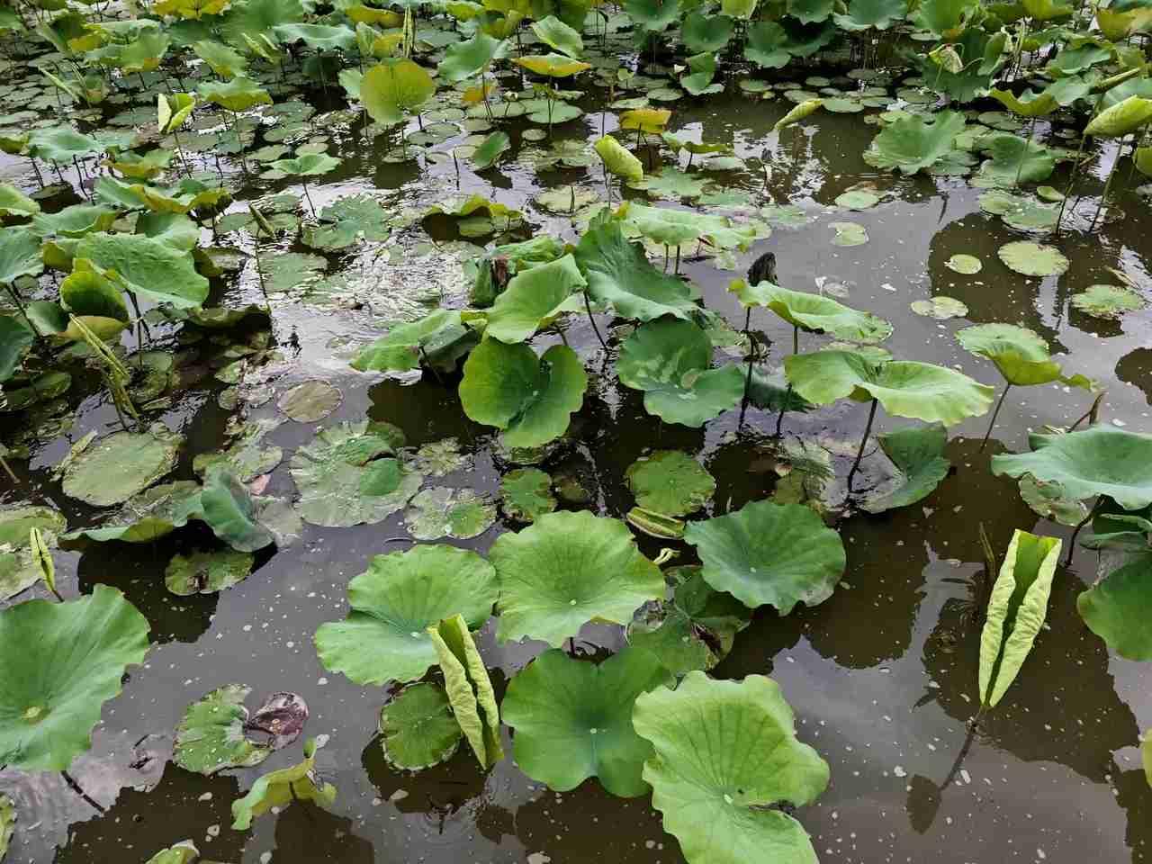 我的今日状态：😁轻松愉快
我这里的天气：🌧下雨

都说来杭州的感受是：晴西湖