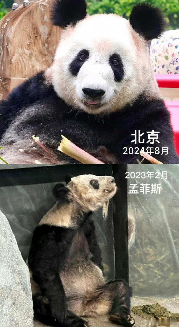 泪目！丫丫回国两年多判若两熊，从瘦骨嶙峋到炸毛团子太治愈
 
谁能想到，那个曾让