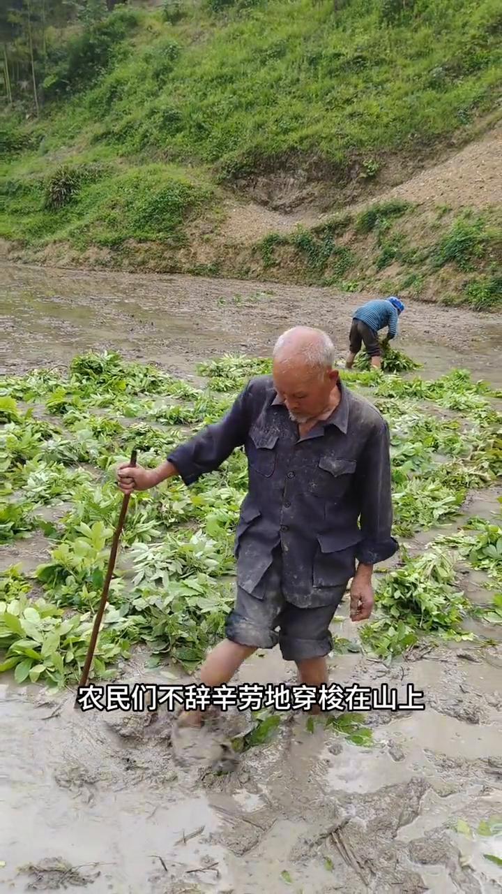 这是什么操作？
路过田边，一幅新奇的画面闯入眼帘。农民们不辞辛劳地穿梭在山上，摘