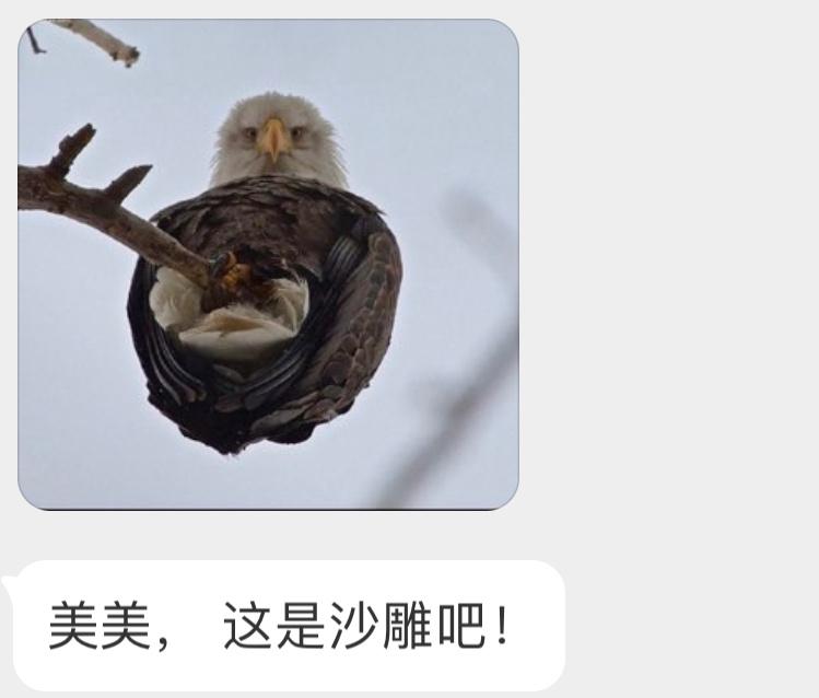 不太聪明的白头海雕🙊 ​​​