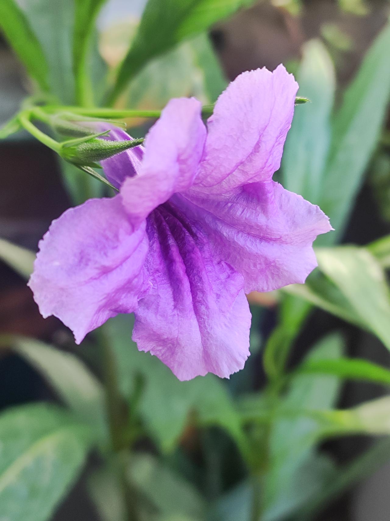我的紫罗兰开了

5月份拍花的时候，花主人热情的送了两小棵。

这花生命力很强悍