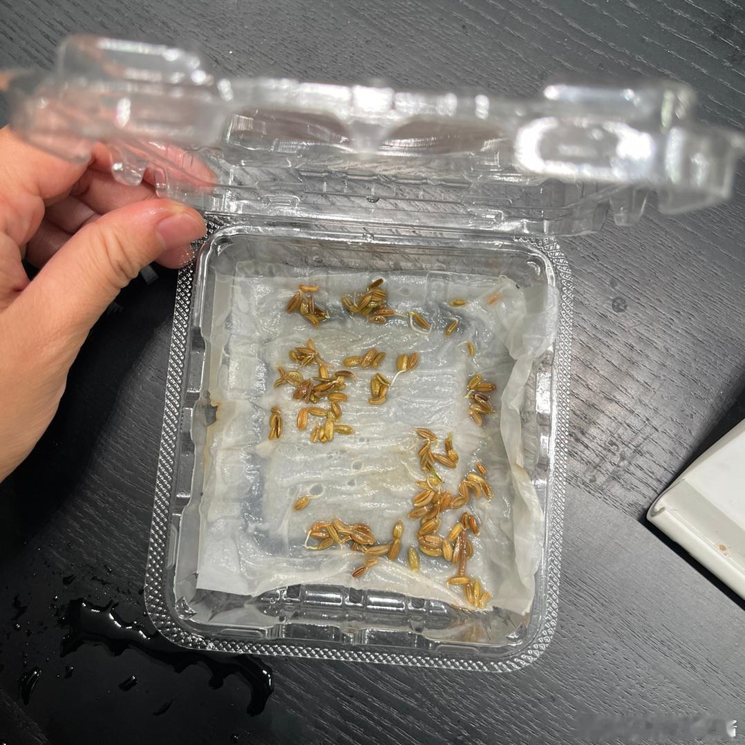 蓝莓盒是绝佳的催芽神器。这里催的是茴香种子，我们这边没有吃茴香的习惯，我想种些新