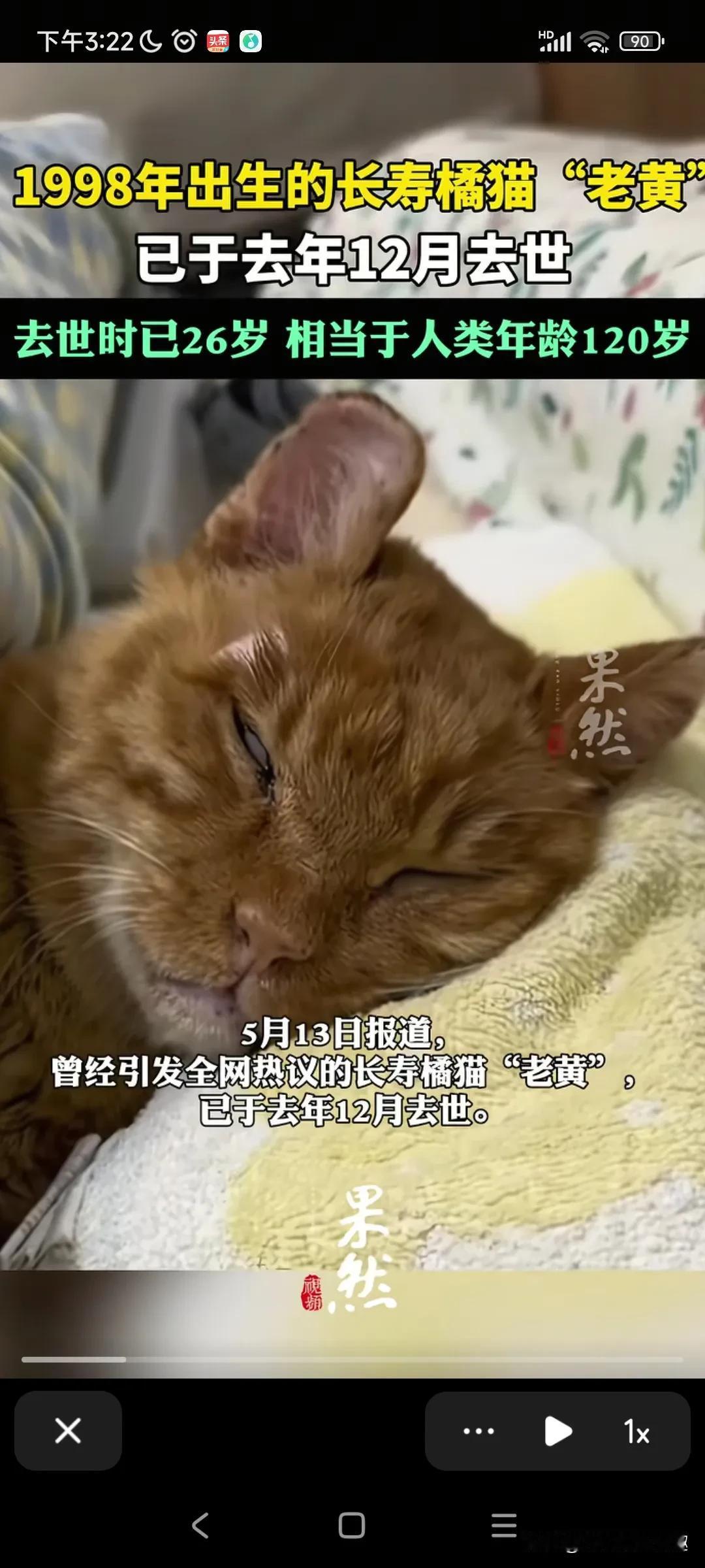 这个号称全网最长寿的猫去世了，真舍不得它。
这只长寿猫叫老黄。 
它是去年的12