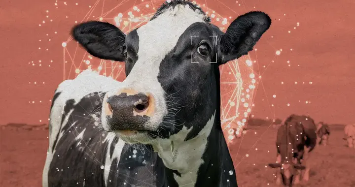 AI会关心动物的死活吗？湾区动物保护圈盯上了AI