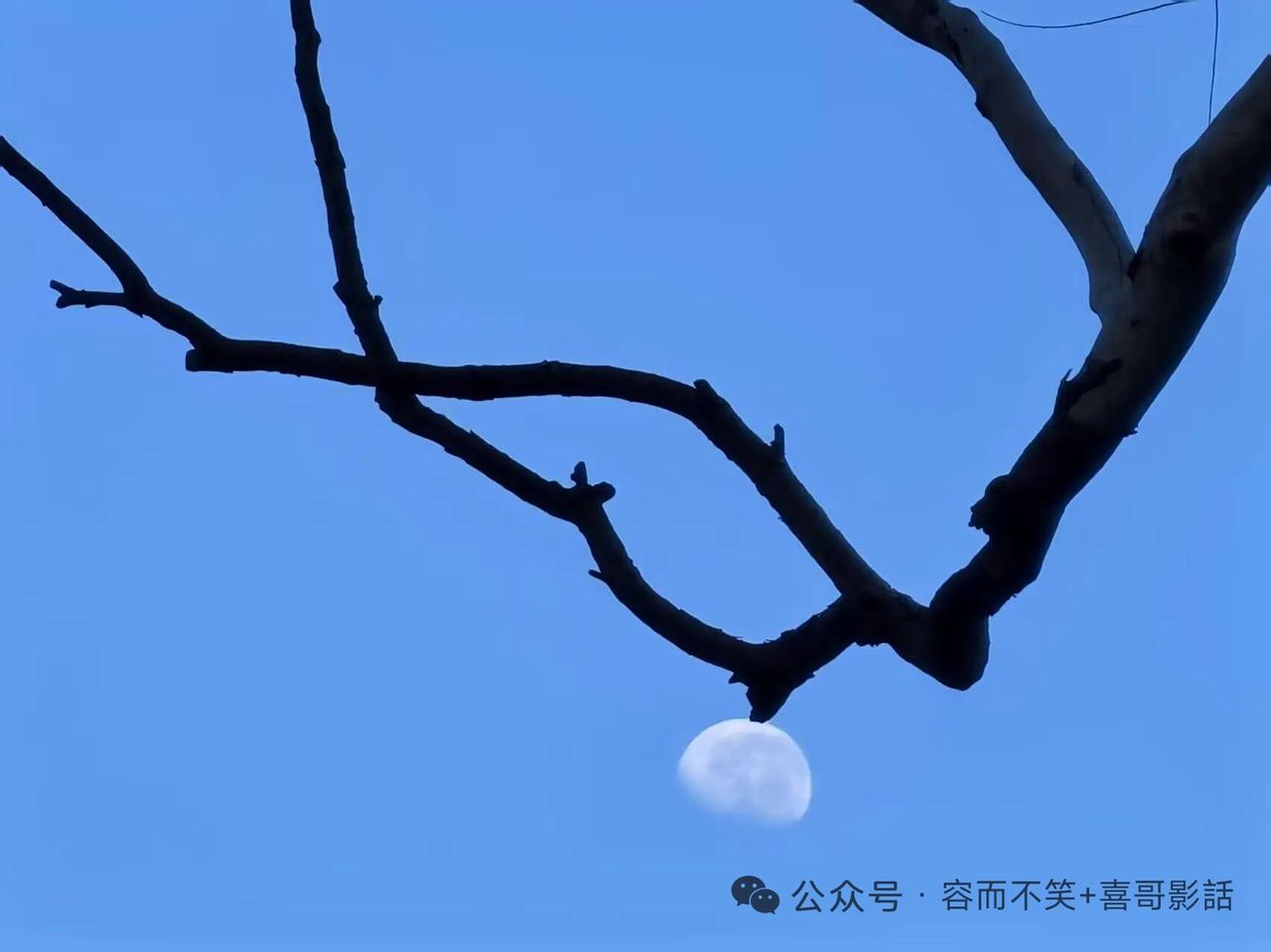 树灯
莫叹秋归树少形，
且牵半月作华灯。
清辉洒落添佳趣，
静对寒枝梦亦宁。