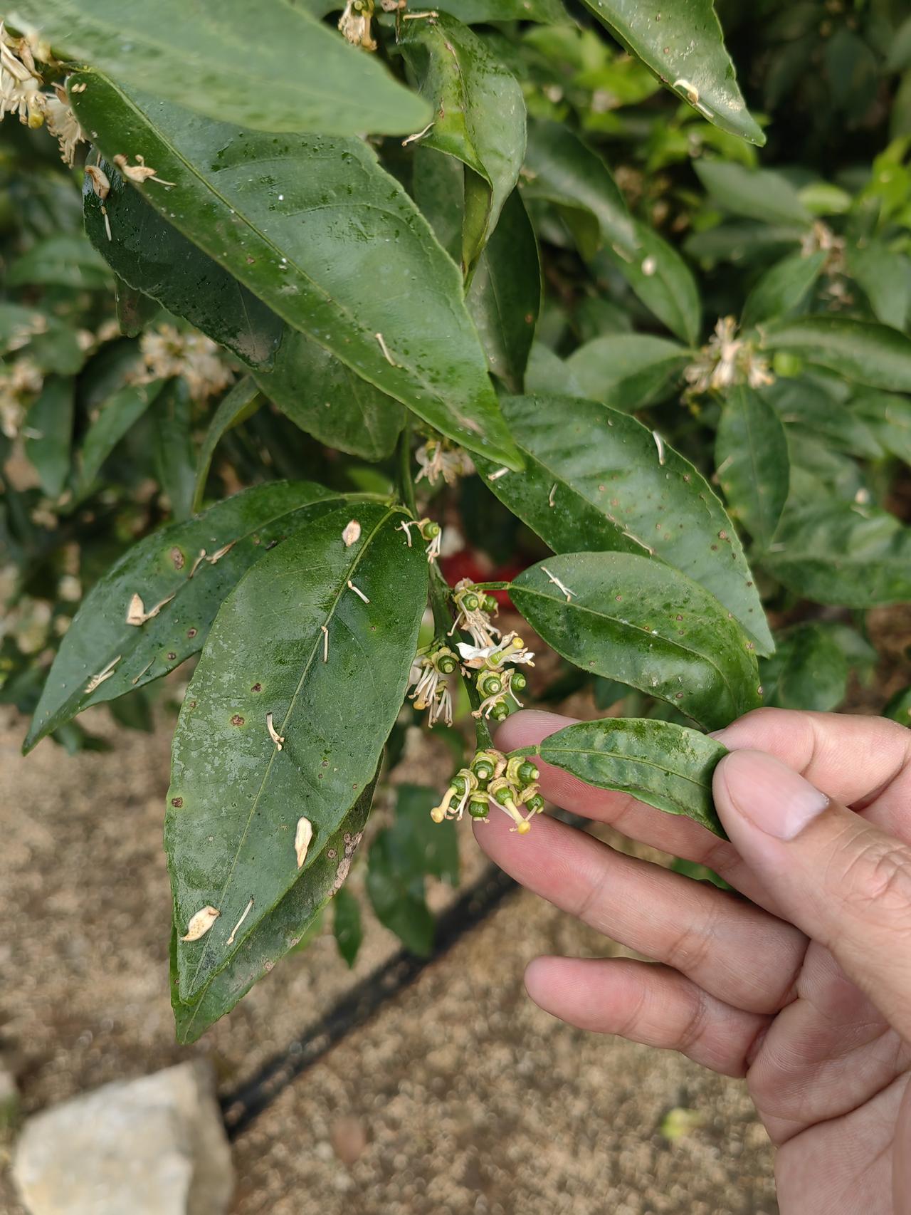 柑橘种植保果是个技术活，谢花八九成时是喷第一次保果的好时机。一般在第一次生理落果