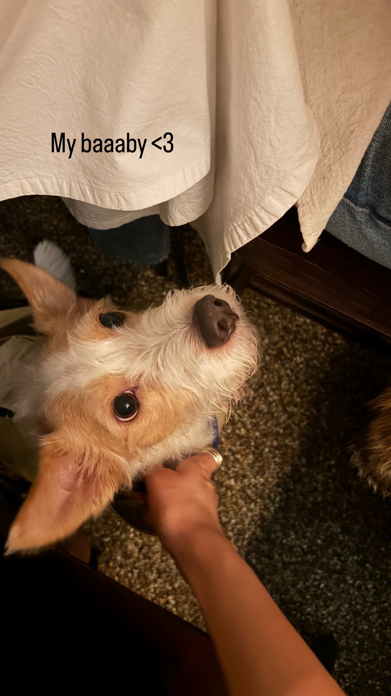 260211 Rosé更新 IG STORY🐕🌹“My baaaby <3”