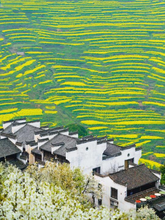 被《国家地理》评为中国最美的春天👍有多绝