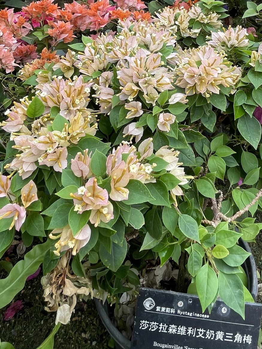 奇花共欣赏，估计这是一款估计大多数花友都未曾见到过的三角梅品种，名字就有点怪异，