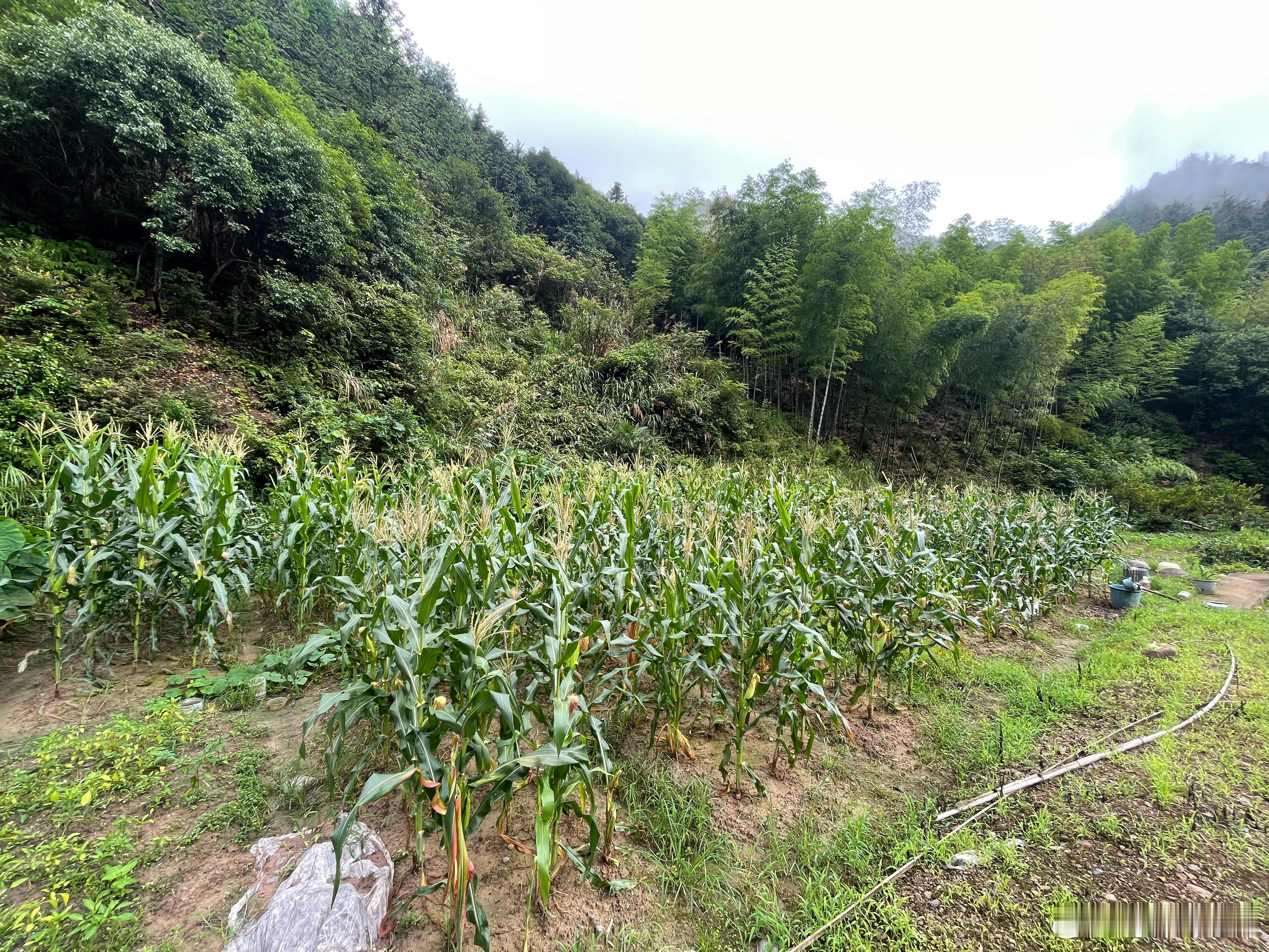 早起走走转转，治愈一下自己。 