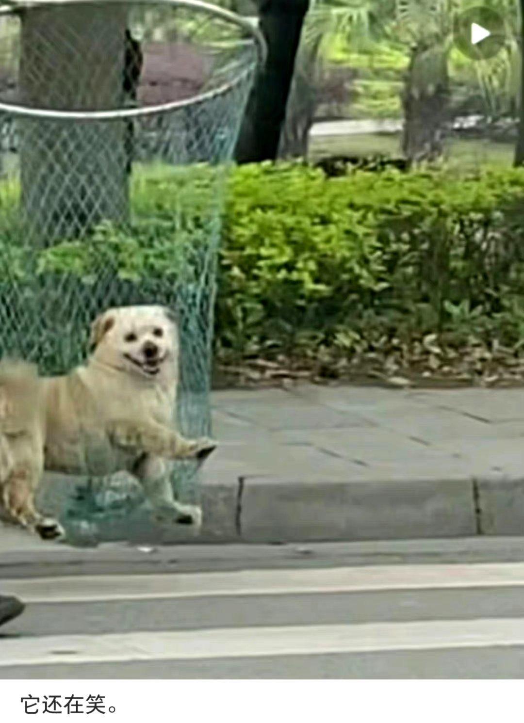 -“它还在笑”短短四个字我已经开始难过了 ​ ​​​