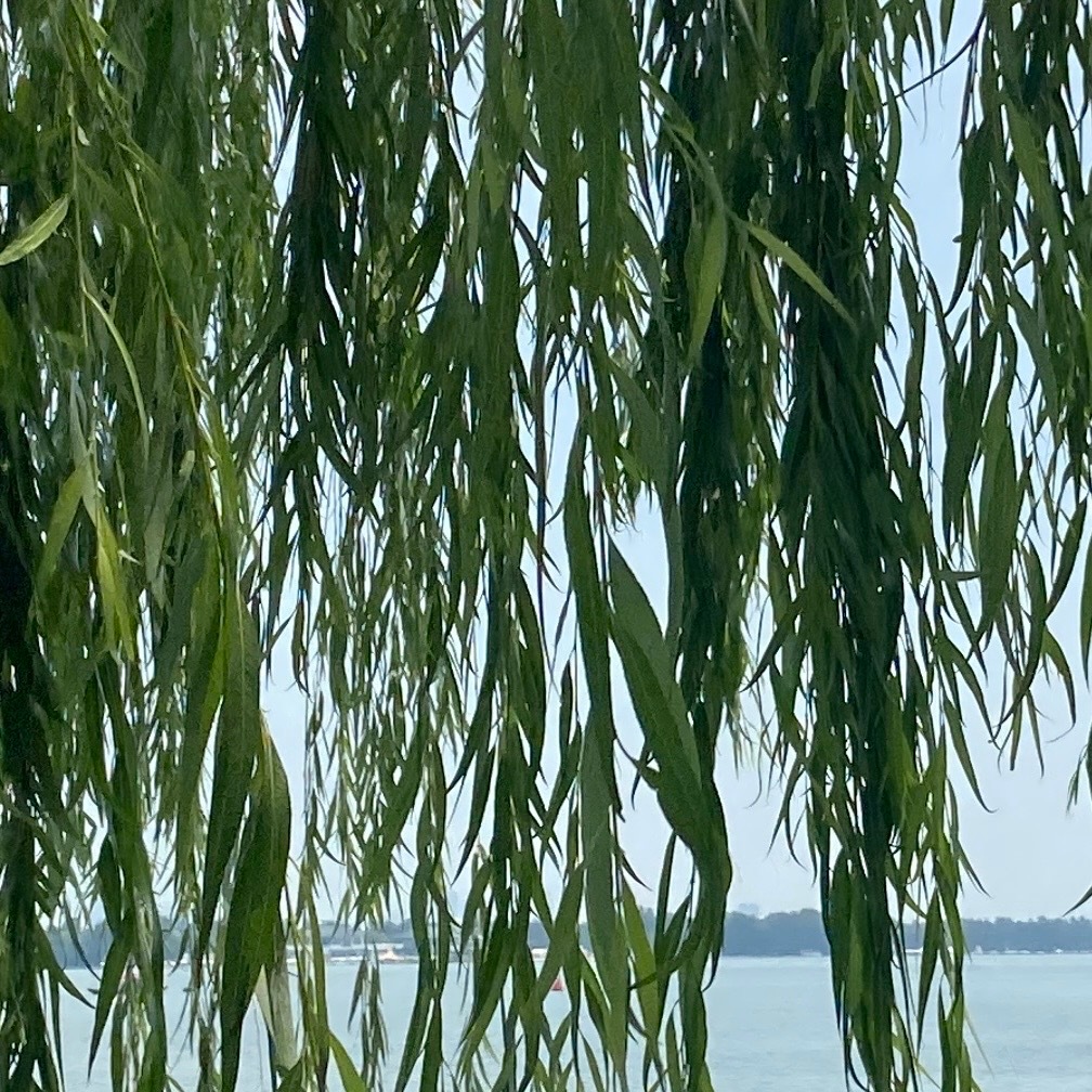 其所善者,吾则行之;其所恶者,吾则改之。――《左传》 