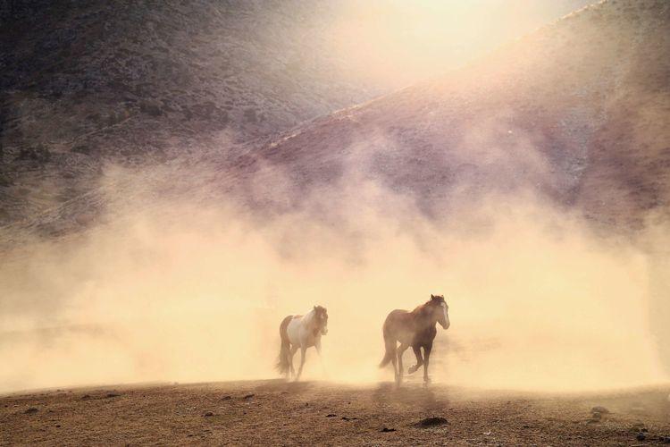 趁着双十一之前，我过了科目四，结束了天天练车的经历；第二天，一台顶配东风雪铁龙凡