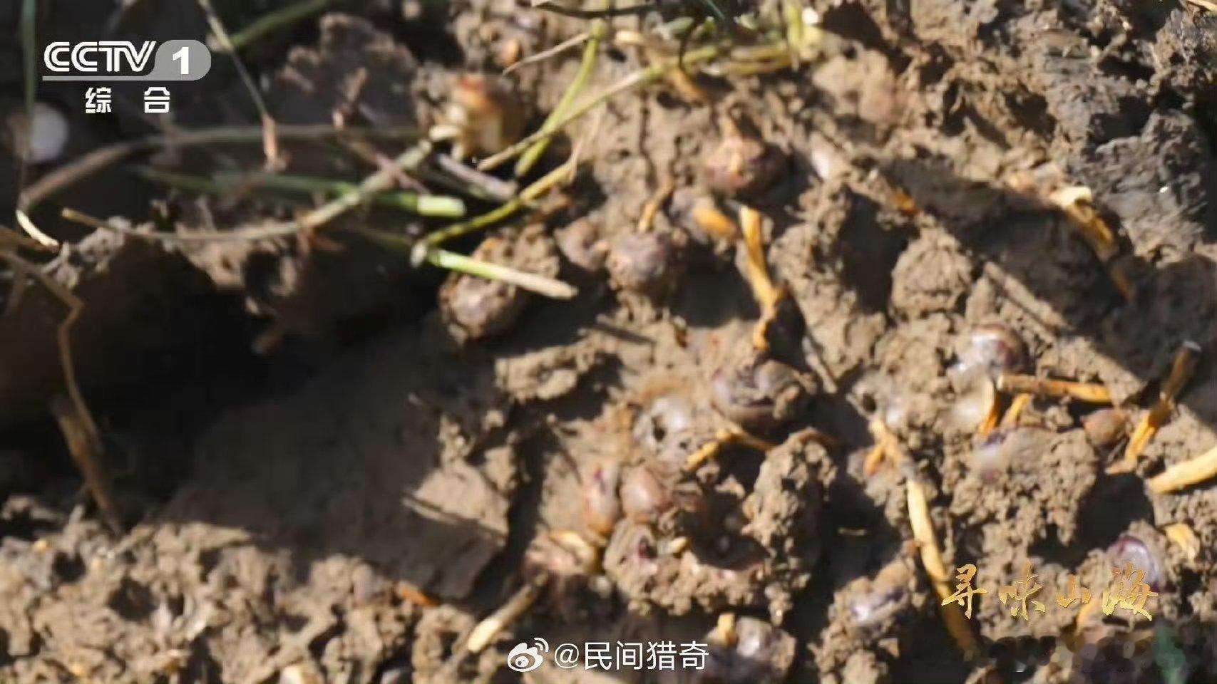 名字带马的水果你吃过吗谁懂啊！南昌安义的马蹄也太绝了！皮薄肉嫩清甜爆汁，一口脆生