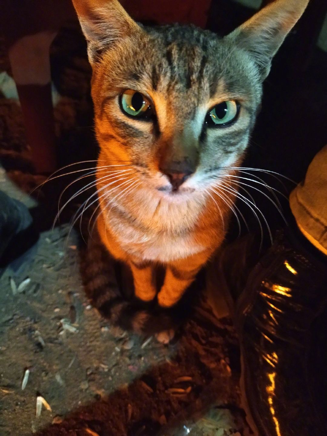 谁能拒绝傻憨憨的小猫咪，可爱猫咪！