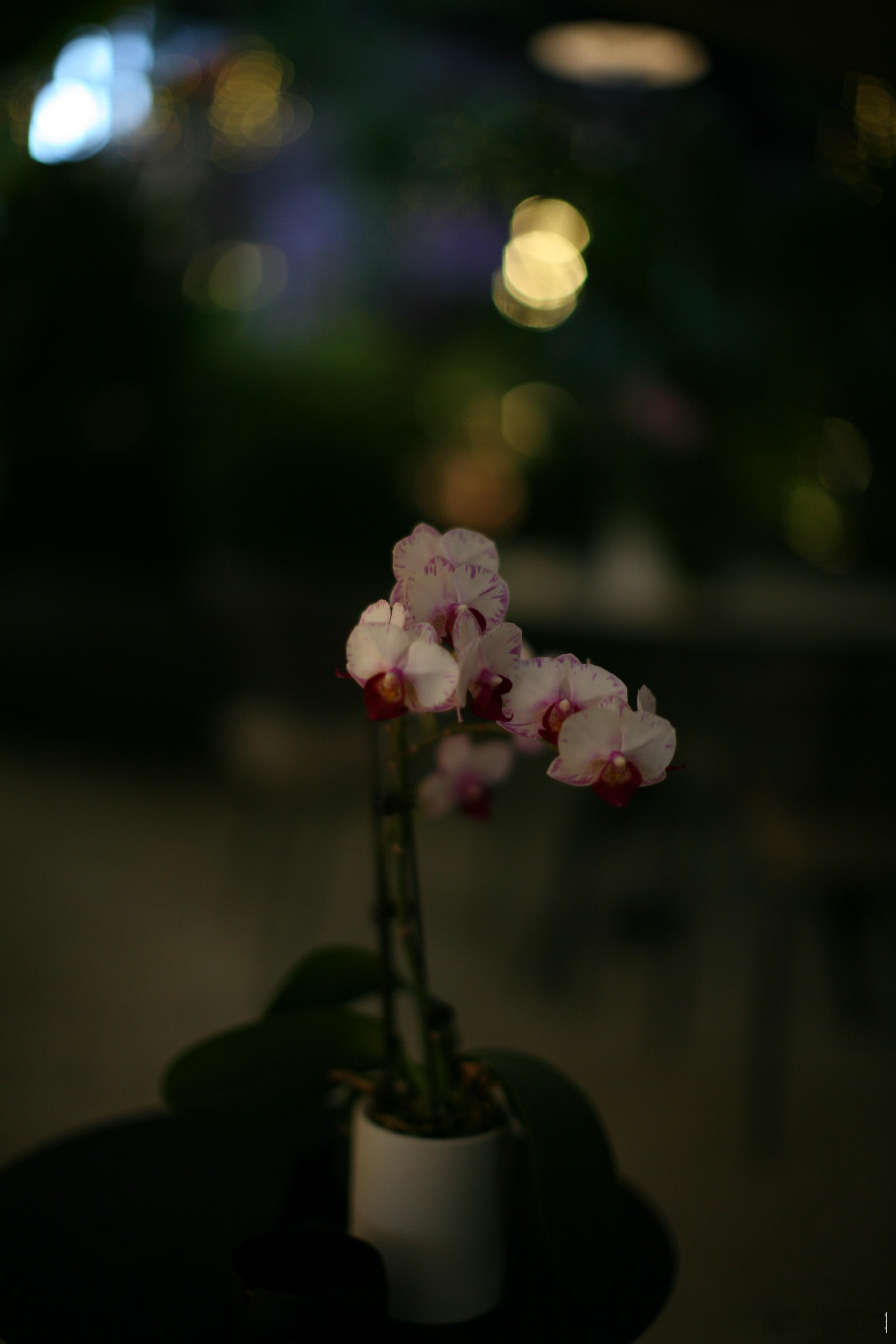 晚安每一天，奉上广州黄埔生生广场的温柔夜色夜色晚安 佳能5D 50L 广州·生生